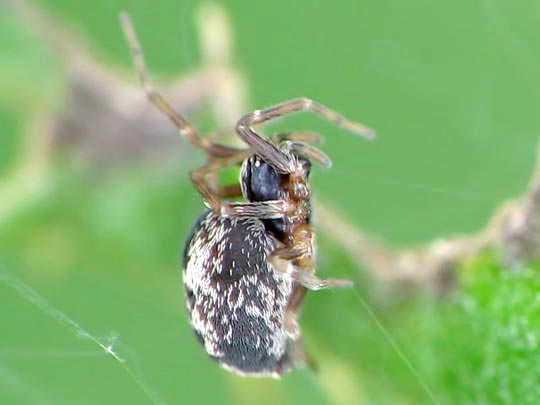 Dictyna