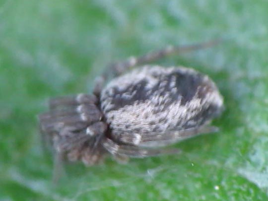 Dictyna