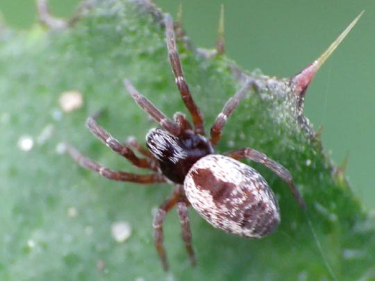 Dictyna