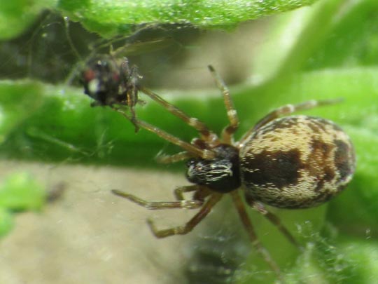 Dictyna