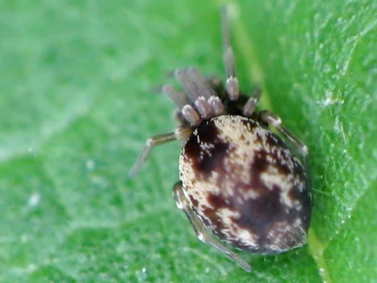 Dictyna