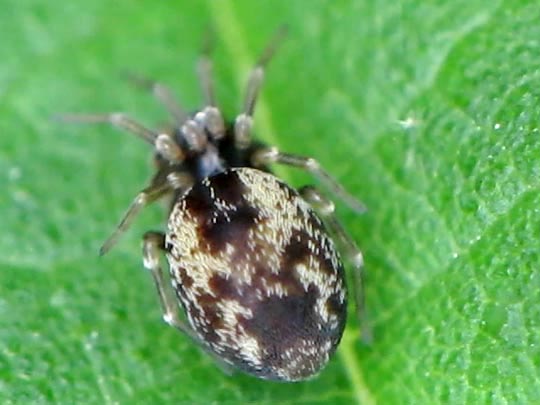 Dictyna