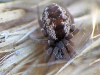 Dictyna