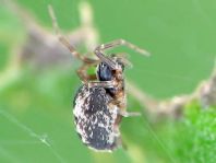 Dictyna