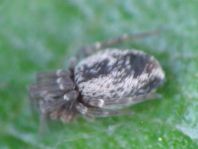 Dictyna