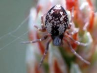 Dictyna