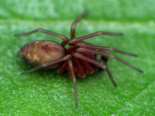 Nigma flavescens