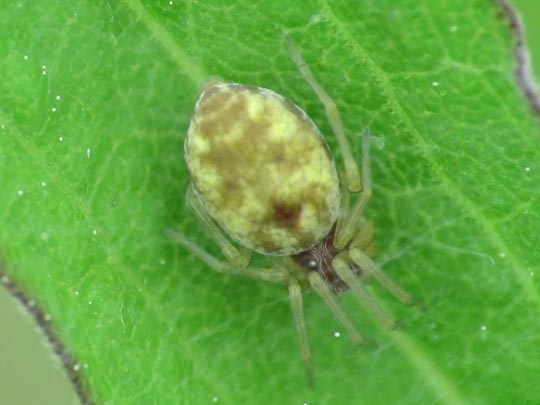 Nigma