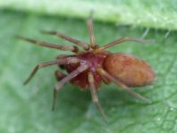 Nigma flavescens