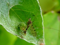 Nigma walckenaeri