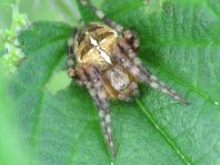 Gartenkreuzspinne, Araneus diadematus