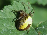 Araneus marmoreus, Marmorierte Kreuzspinne