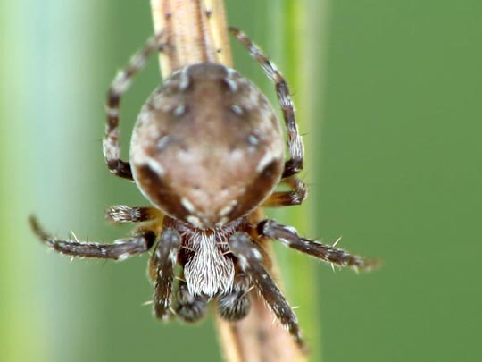 Araneus biguttatus/sturmi