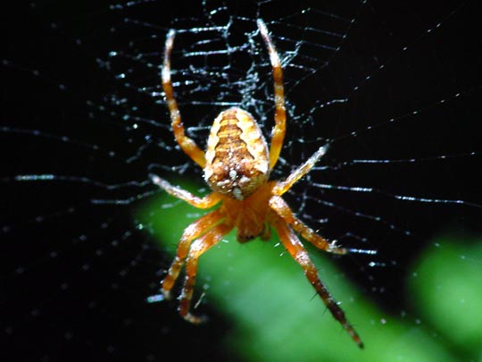 Gartenkreuzspinne, Araneus diadematus