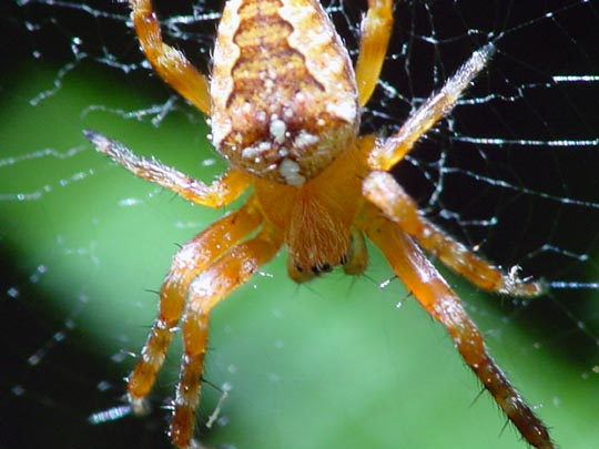 Gartenkreuzspinne, Araneus diadematus