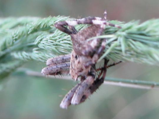 Araneus angulatus, Gehörnte Kreuzspinnes