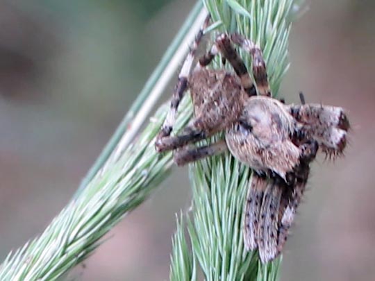 Araneus angulatus, Gehörnte Kreuzspinnes