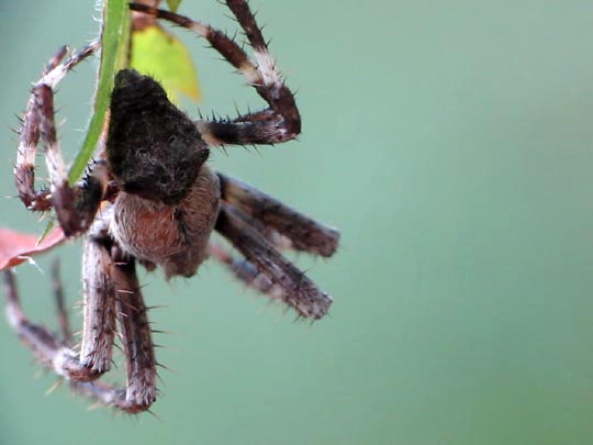 Araneus angulatus, Gehörnte Kreuzspinnes