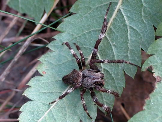 Araneus angulatus, Gehörnte Kreuzspinnes