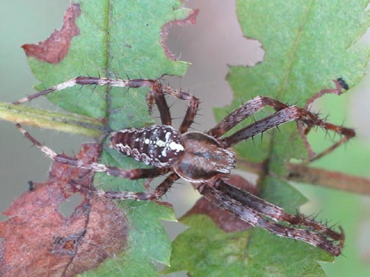 Gartenkreuzspinne, Araneus diadematus
