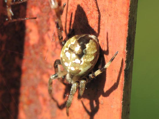 Vierfleck-Kreuzspinne, Araneus quadratus