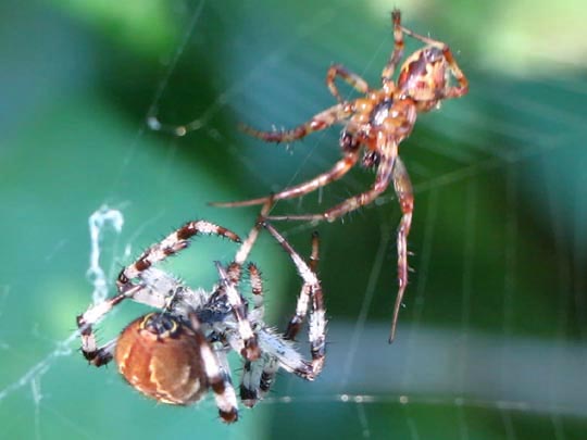 Vierfleck-Kreuzspinne, Araneus quadratus
