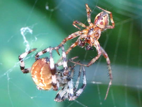 Vierfleck-Kreuzspinne, Araneus quadratus