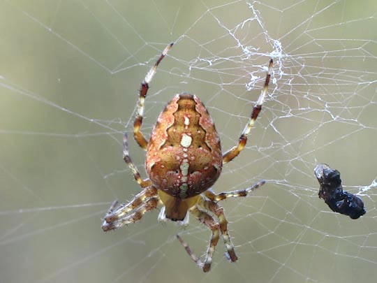 Gartenkreuzspinne, Araneus diadematus