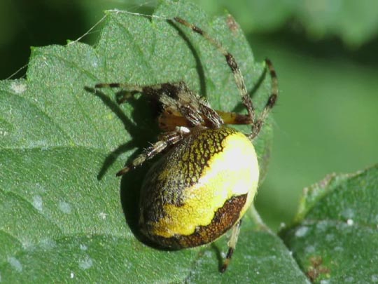 Araneus marmoreus, Marmorierte Kreuzspinne