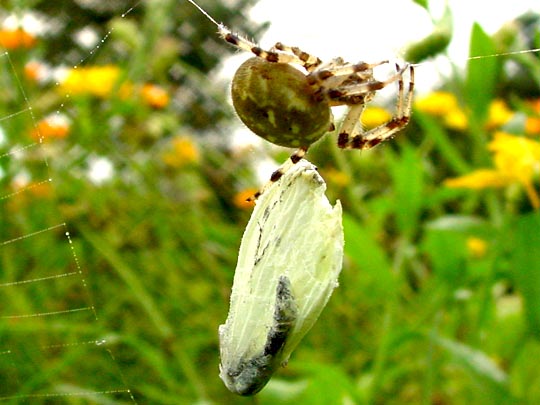 Vierfleck-Kreuzspinne, Araneus quadratus