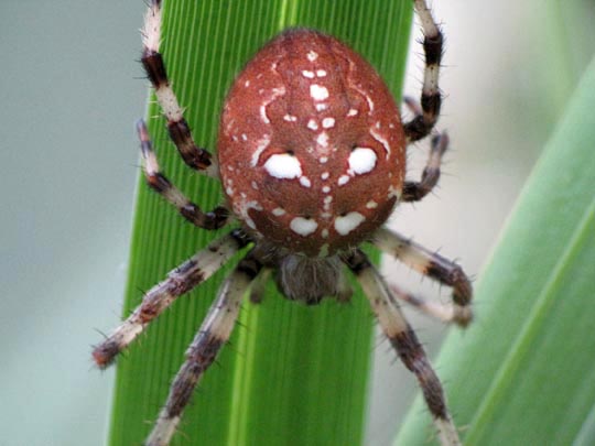 Vierfleck-Kreuzspinne, Araneus quadratus