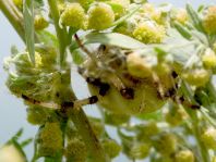 Vierfleck-Kreuzspinne, Araneus quadratus