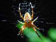 Gartenkreuzspinne, Araneus diadematus