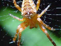 Gartenkreuzspinne, Araneus diadematus