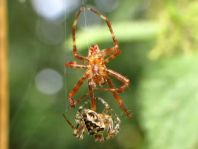 Gartenkreuzspinne, Araneus diadematus
