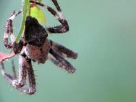 Araneus angulatus, Gehörnte Kreuzspinne