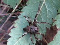Araneus angulatus, Gehörnte Kreuzspinne