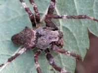 Araneus angulatus, Gehörnte Kreuzspinne