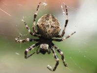 Araneus angulatus, Gehörnte Kreuzspinne