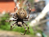 Araneus angulatus, Gehörnte Kreuzspinne