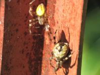 Vierfleck-Kreuzspinne, Araneus quadratus