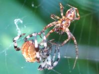 Vierfleck-Kreuzspinne, Araneus quadratus