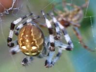 Vierfleck-Kreuzspinne, Araneus quadratus