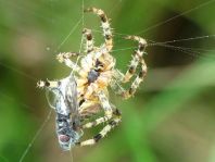 Gartenkreuzspinne, Araneus diadematus