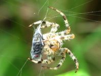 Gartenkreuzspinne, Araneus diadematus