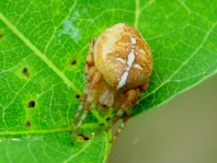 Gartenkreuzspinne, Araneus diadematus