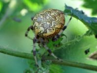 Araneus marmoreus, Marmorierte Kreuzspinne