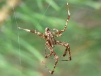 Gartenkreuzspinne, Araneus diadematus