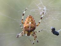 Gartenkreuzspinne, Araneus diadematus