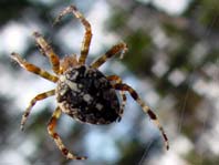 Gartenkreuzspinne, Araneus diadematus